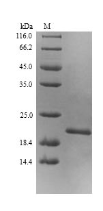 Recombinant Escherichia coli Elongation factor P(efp)