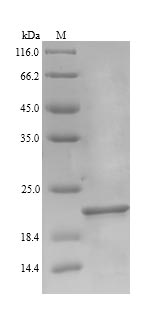 Recombinant Escherichia coli Elongation factor P(efp)