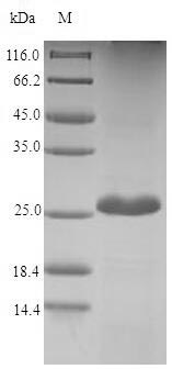 Recombinant Dendroaspis angusticeps Fasciculin-2(Fas-2)