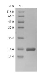 Recombinant SerRatia marcescens DNA-binding protein H-NS(hns)