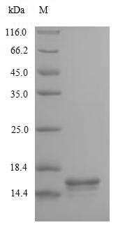 Recombinant Human T-cell surface glycoprotein CD3 epsilon chain(CD3E),partial
