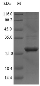 Recombinant Paenibacillus macerans Cyclomaltodextrin glucanotransferase,partial
