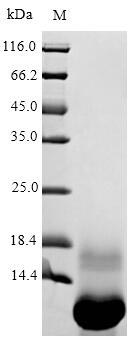 Recombinant Viscum album Viscotoxin-A3(THI2.1),partial