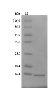 Recombinant Paenibacillus macerans Cyclomaltodextrin glucanotransferase,partial