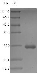 Recombinant Erwinia amylovora Major outer membrane lipoprotein(lpp)