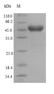 Recombinant Staphylococcus aureus Clumping factor A(clfA),partial