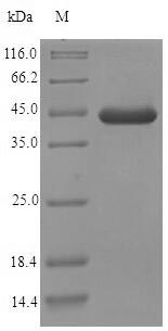 Recombinant Mouse EF-hand domain-containing protein D2(Efhd2)