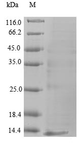 Recombinant Apomastus schlingeri U1-cyrtautoxin-As1c