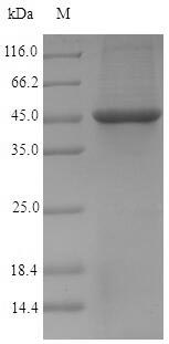 Recombinant Chlamydia trachomatis Probable outer membrane protein PmpD(pmpD)