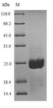 Recombinant Aspergillus niger Aspergillopepsin-2,partial