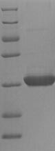 Recombinant Arabidopsis thaliana 2-Cys peroxiredoxin BAS1, chloroplastic(BAS1)