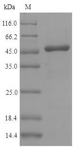 Recombinant Mouse Interferon regulatory factor 3(Irf3)