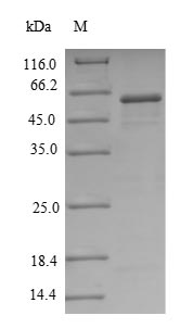 Recombinant Human 5'-nucleotidase(NT5),partial