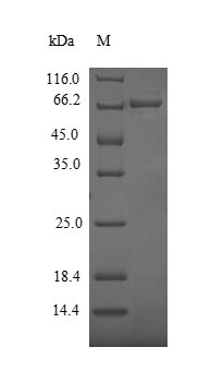 Recombinant Cupressus arizonica Pectate lyase 1
