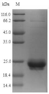 Recombinant Staphylococcus aureus 30KDA neutral phosphatase