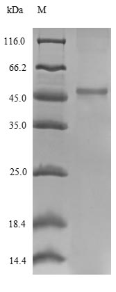 Recombinant Escherichia coli 30S ribosomal protein S2(rpsB)