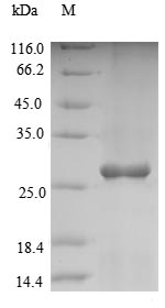 Recombinant Arabidopsis thaliana 2-Cys peroxiredoxin BAS1, chloroplastic(BAS1)