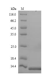 Recombinant Saccharomyces cerevisiae Acyl-CoA-binding protein(ACB1)