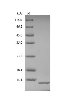 Recombinant Saccharomyces cerevisiae Acyl-CoA-binding protein(ACB1)