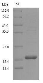 Recombinant Haliotis laevigata Perlwapin