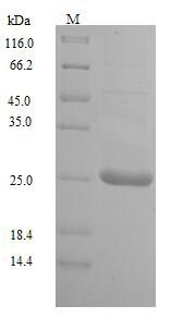 Recombinant Human cytomegalovirus Uncharacterized protein UL128(UL128)