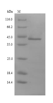 Recombinant Ambrosia artemisiifolia Pectate lyase 1