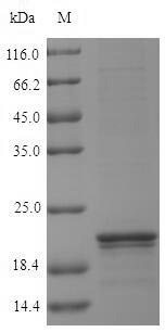 Recombinant Arabidopsis thaliana Nucleoside diphosphate kinase 1(NDK1)