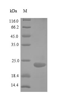 Recombinant Human Tumor necrosis factor receptor superfamily member 25(TNFRSF25),partial