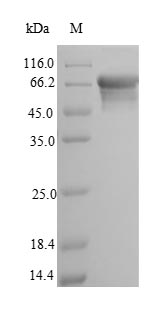 Recombinant Rat Alkaline phosphatase, tissue-nonspecific isozyme(Alpl)