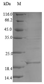Recombinant Haliotis laevigata Perlwapin