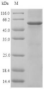 Recombinant Chicken Homeobox protein engrailed-1(EN1)