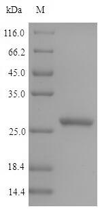 Recombinant Pig Epididymal secretory glutathione peroxidase(GPX5)