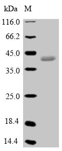 Recombinant Pig Epididymal secretory glutathione peroxidase(GPX5)