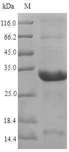 Recombinant Arabidopsis thaliana Peptide methionine sulfoxide reductase B7(MSRB7)