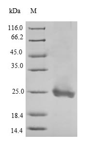 Recombinant mouse platelet factor 4 (Pf4)