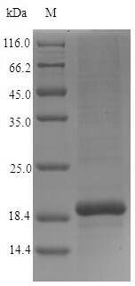 Recombinant Human Cystatin-9(CST9)