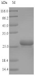 Recombinant Horse Major allergen Equ c 1