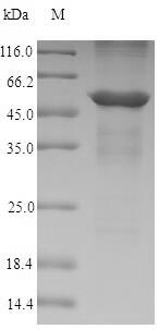 Recombinant Dog Annexin A4(ANXA4)