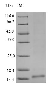 Recombinant Triangle waterfern Cyanovirin-N homolog