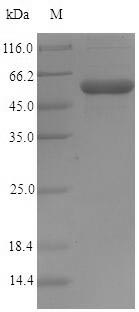 Recombinant Shigella flexneri Invasin (IpaD)