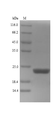 Recombinant White-rot fungus Cellobiose dehydrogenase(CDH-1),partial
