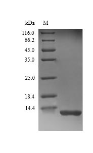 Recombinant Rat Complement C3(C3) ,partial