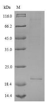 Recombinant Human Interleukin-26(IL26)