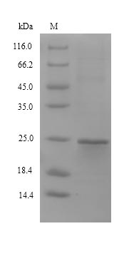 Recombinant Mouse Stromal cell-derived factor 2-like protein 1(Sdf2l1)