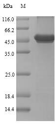 Recombinant Renilla reniformis Renilla-luciferin 2-monooxygenase