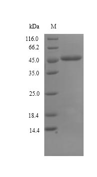 Recombinant Geobacillus stearothermophilus Glycerol-1-phosphate dehydrogenase [NAD(P)+](egsA)