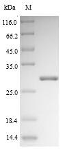 Recombinant Saccharomyces cerevisiae 2-deoxyglucose-6-phosphate phosphatase 1(DOG1)
