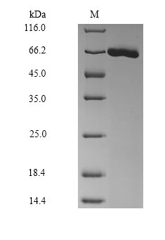 Recombinant Mouse Serum albumin(Alb),partial