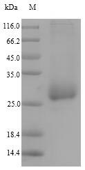 Recombinant Salmonella enterica OmpA family protein(A673_03341),partial