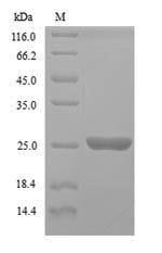 Recombinant Saccharomyces cerevisiae GTP-binding protein YPT1(YPT1)